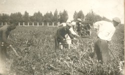 Фотография. Полка кукурузы в Ставропольской психиатрической больнице. 1930-е гг. Из фотоальбома главного врача А.Я. Доршта 1939 г.